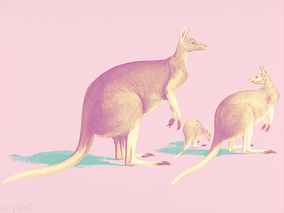 Pop kangaroos animal handdrawn illustration kangaroos pastel pink popcolor publicdomain vintage