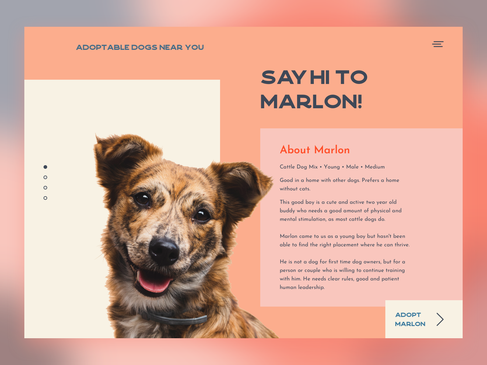 pet-adoption-platform-by-irene-bautista-on-dribbble