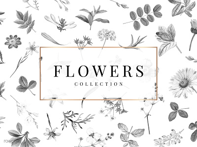 Flowers collection on a white background vector background collection design floral design flower illustraion nature pattern vector