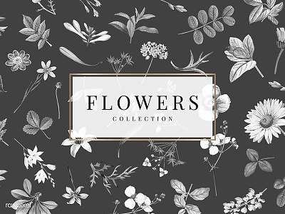 Flowers collection on a black background vector background botanical collection design floral flower flowers illustration vector wallpaper
