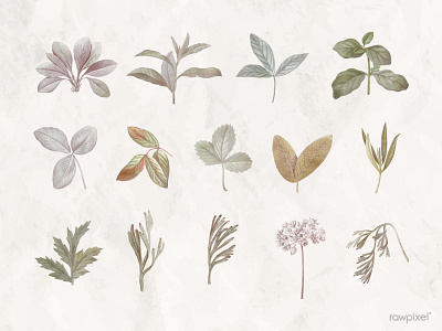 Foliage design elements design floral illustration