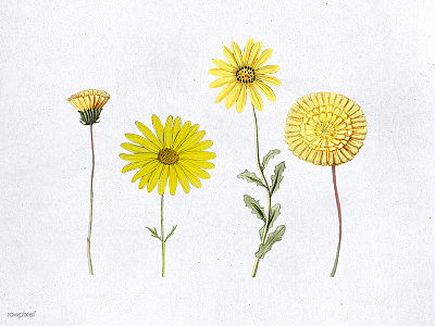 Various hand drawn yellow flower color flowers yellow