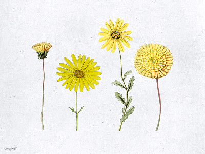 Various hand drawn yellow flower