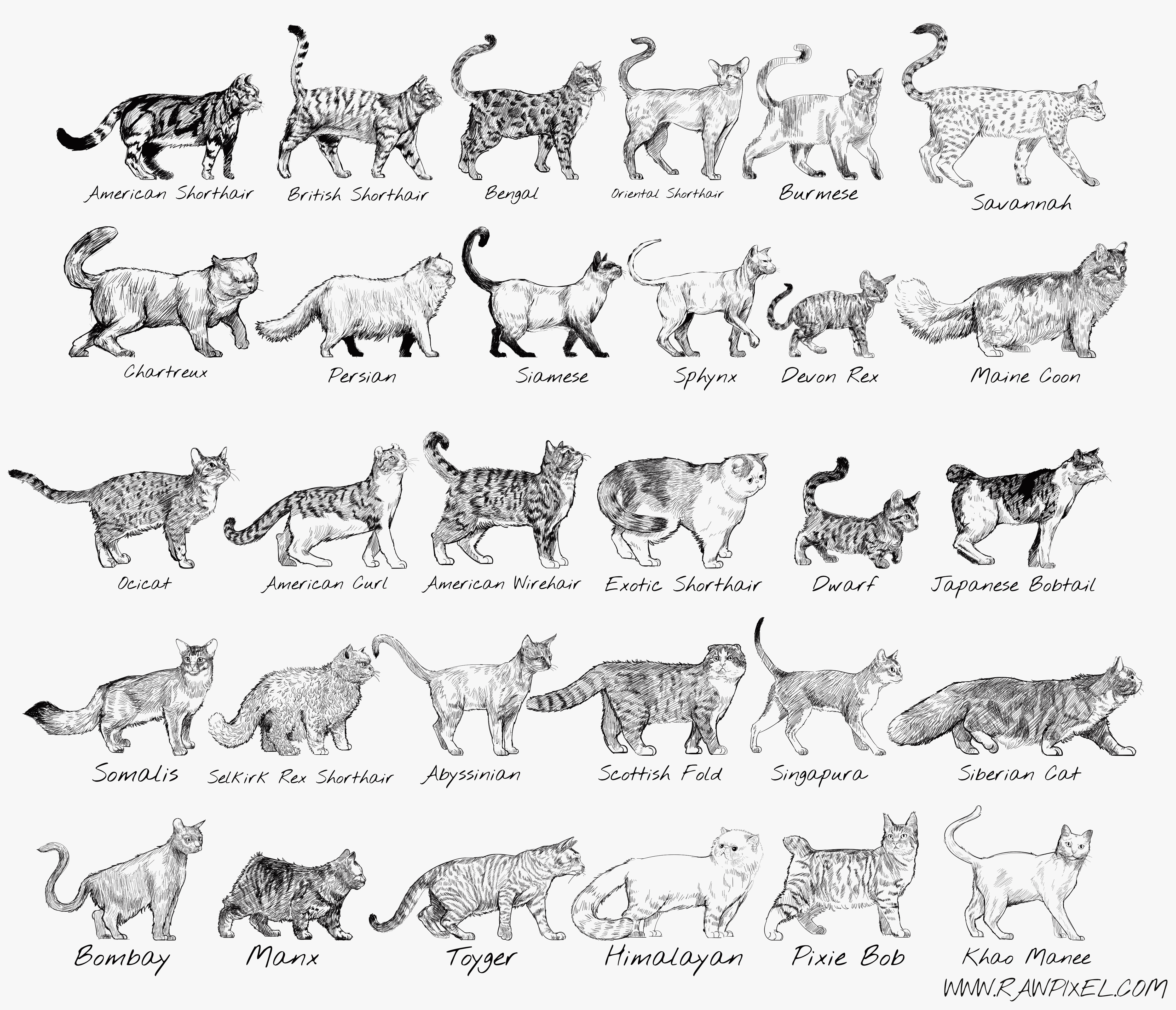 Профиль кошек разных пород