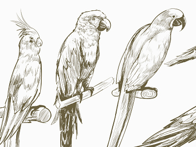 Browse Thousands Of Parrots Images For Design Inspiration Dribbble