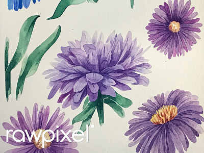 Aster 1 doodle flowers hand drawn illustration sketch watercolor