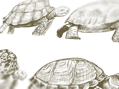 Cover Turtle adobe illustrator cc animals artwork hand drawing illustration