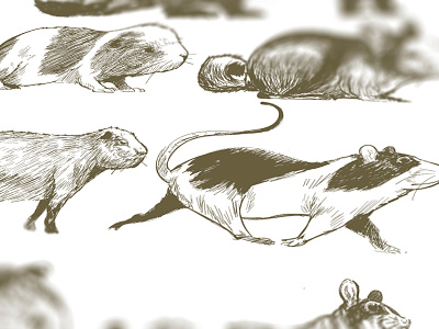 Cover Rodent adobe illustrator cc animals artwork hand drawing illustration