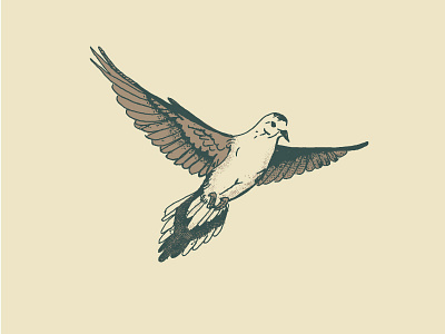 Mourning Dove bird dove drawn flight hand hunting outdoors