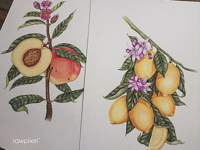 Do you want some...? apple colorpencil drawing illustration vintage illustration