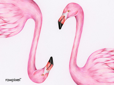 I'm always in pink mood . colorpencil drawing graphic illustration tropical vintageillustration