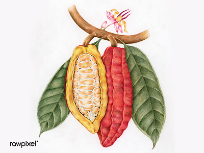 COCOA artist cocoa colorpencil drawing handdrawn illustration