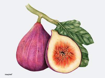 FIG FOR FIT colorpencil drawing graphic illustration tropical vintageillustration