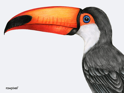 TOUCAN colorpencil drawing graphic illustration toucan tropical vintageillustration