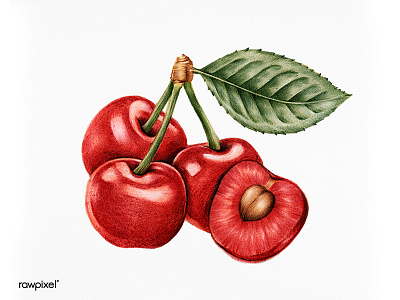 Bunch of Cherry colorpencil drawing graphic illustration tropical vintageillustration