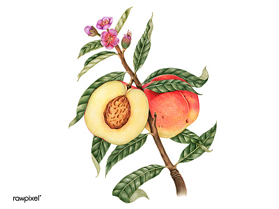 Peach Blossom colorpencil drawing graphic illustration tropical vintageillustration