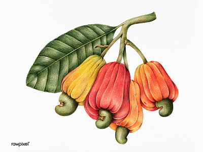 My favourite one colorpencil drawing graphic illustration tropical vintageillustration
