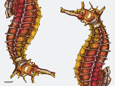 Seahorse colorpencil drawing graphic illustration seahorse vintageillustration