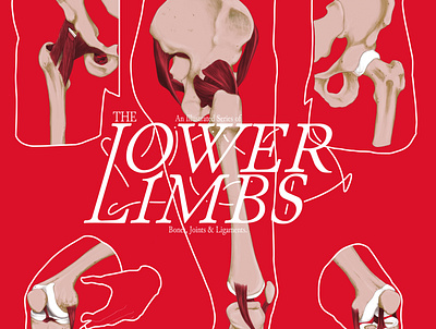 The Lower Limbs anatomical artwork illustration medical illustration