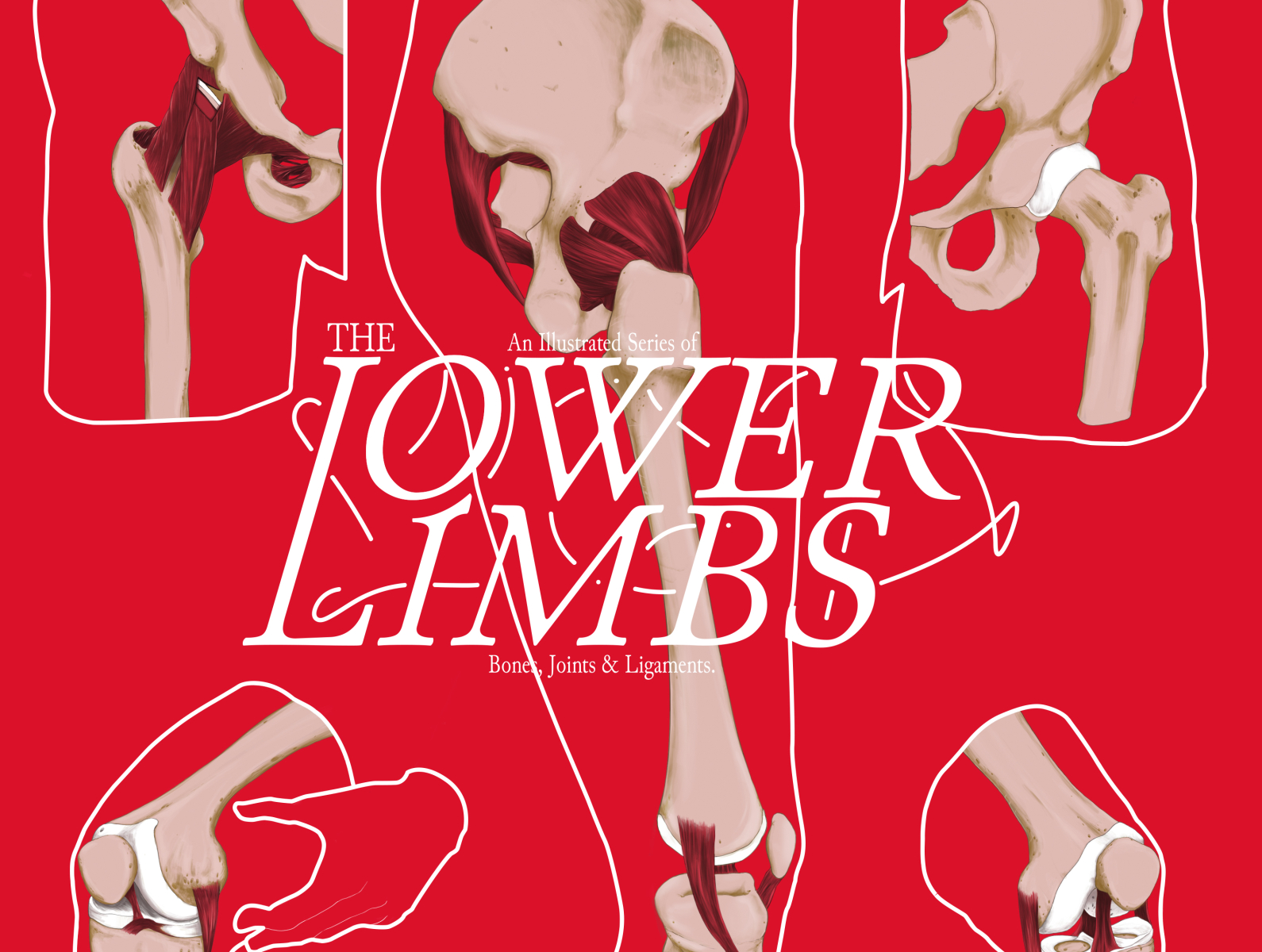 the-lower-limbs-by-mario-pegas-on-dribbble