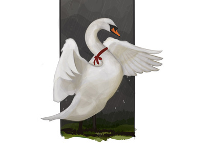 Wild Swan illustration