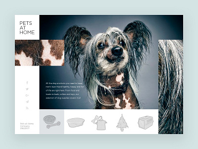 Pets concept design landing landing page layout minimal site template typography ui ux web website