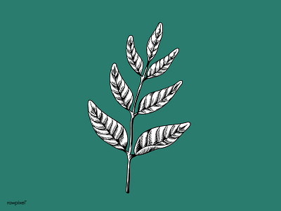Leaf - Drawing branch creative drawing illustration leaf natural vector