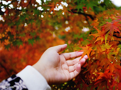 Autumn In Japan autumn hand japan leaf maple red leaf travel wanderlust