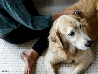 Stand by me :) best friend dog friend golden retriever pet relax