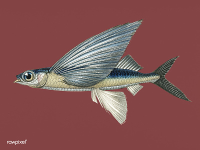 Fish art creative fish fly illustration
