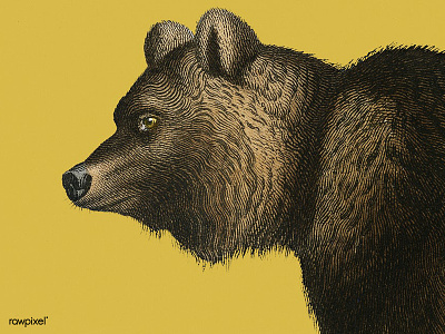 Bear animal bear public domain vintage