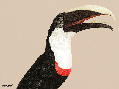 Toco toucan ✨ bird public domain toco toco toucan vintage
