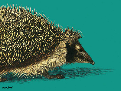 European Hedgehog animal drawing european hedgehog hedgehog public domain vintage