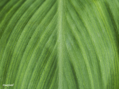 Leaf textured