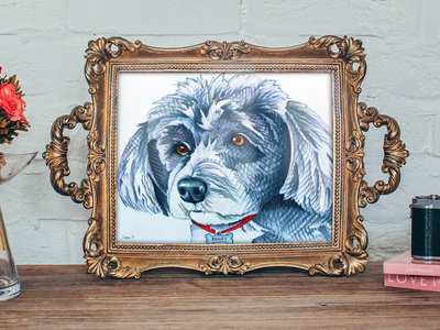 Schnauzer Pet Portrait