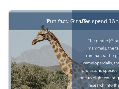 Daily UI #045: Info Card 045 card daily giraffe info ui