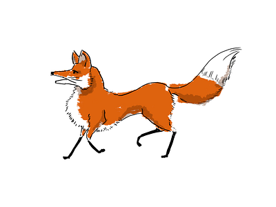 Fox character drawing fox illustration
