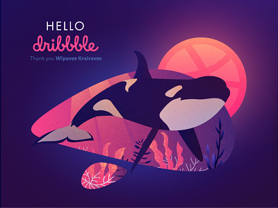 Hello Dribbble! debut dribbble first shot gradient hello hello dribble illustration illustrator killer whale ocean sea shot thanks vector whale