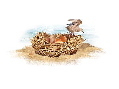 Detailed Blog Illustration - Bird, Sand + Nest beach bird groove illustration ocean sand seagull