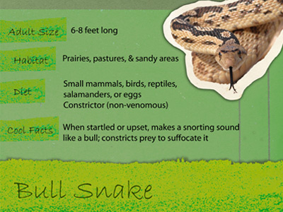 Bull Snake Exhibit Signage animal educational texture work in progress