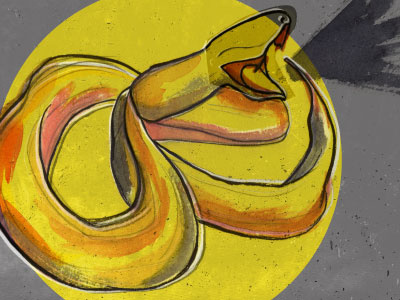 Snake Illustration animals hand drawn illustration texture