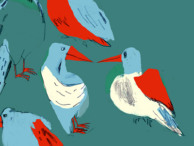 Vogels birds illustration sketch wacom