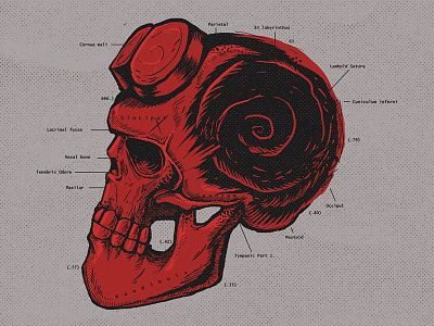 Hell Anatomy anatomy hellboy skull