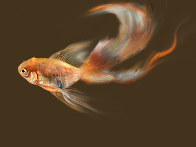 gold fish drawings photoshop wacom