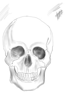Skull Front ipad sketch sketchbook pro wacom bamboo