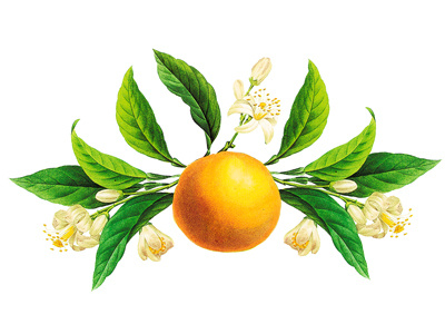 Florida Orange Blossom - State Flower Art Print – LoveLight Paper