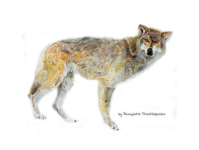 The Wolf illustration