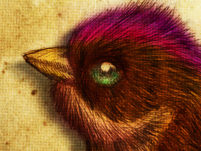 El Ave bird color handmade illustration old