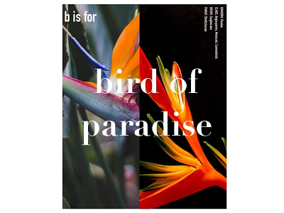 B bird bird of paradise bright colors design layout orange personal project plants practice snapshot typography