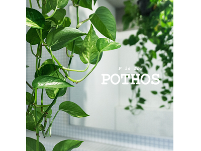 P bathroom design green layout personal project plants practice snapshot spooky tile typography